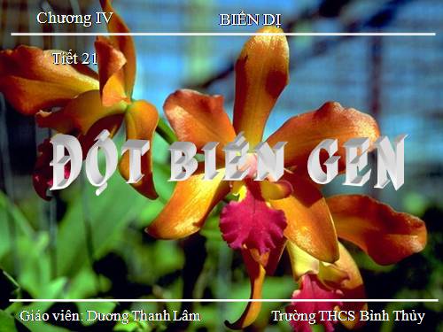 Bài 21. Đột biến gen