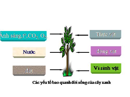 Bài 41. Môi trường và các nhân tố sinh thái