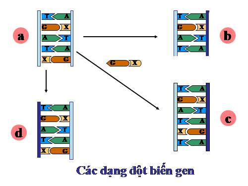 Bài 21. Đột biến gen