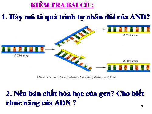 Bài 17. Mối quan hệ giữa gen và ARN