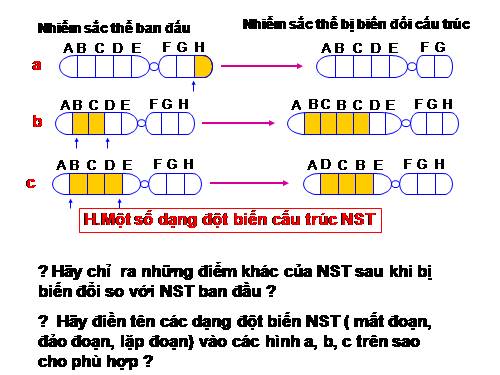 Bài 22. Đột biến cấu trúc nhiễm sắc thể