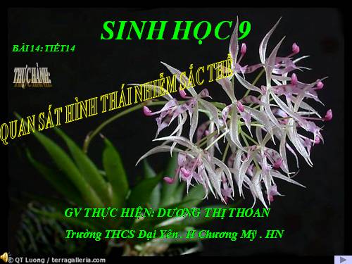 Bài 14. Thực hành: Quan sát hình thái nhiễm sắc thể