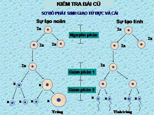 Bài 12. Cơ chế xác định giới tính