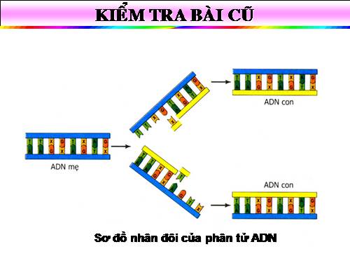 Bài 17. Mối quan hệ giữa gen và ARN