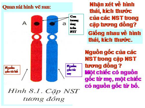 Bài 8. Nhiễm sắc thể