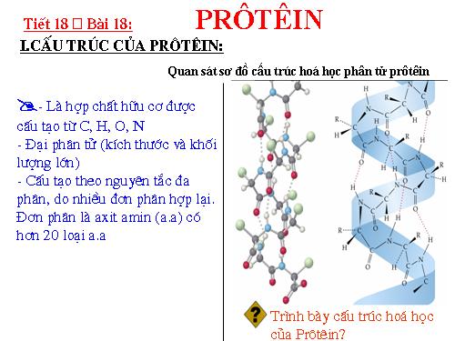 Bài 18. Prôtêin