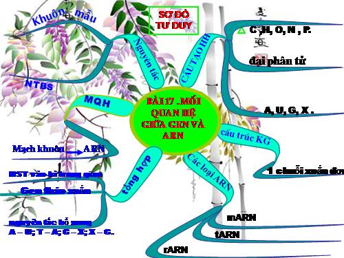 Bài 17. Mối quan hệ giữa gen và ARN