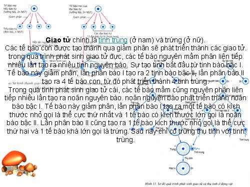 Bài 11. Phát sinh giao tử và thụ tinh