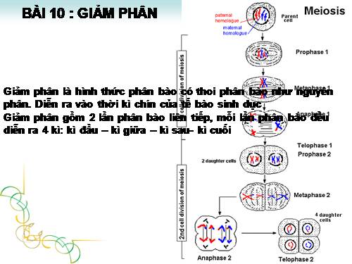 Bài 10. Giảm phân