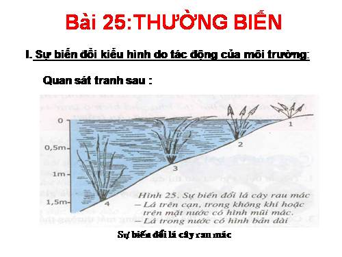 Bài 25. Thường biến