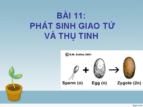 Bài 11. Phát sinh giao tử và thụ tinh