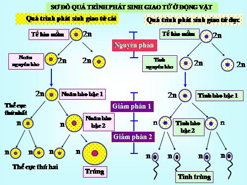 Bài 11. Phát sinh giao tử và thụ tinh