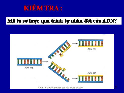 Bài 17. Mối quan hệ giữa gen và ARN