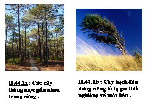 Bài 44. Ảnh hưởng lẫn nhau giữa các sinh vật