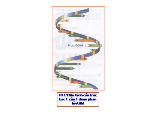 Bài 17. Mối quan hệ giữa gen và ARN