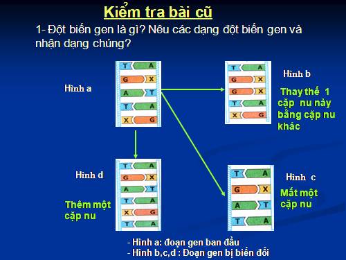 Bài 22. Đột biến cấu trúc nhiễm sắc thể