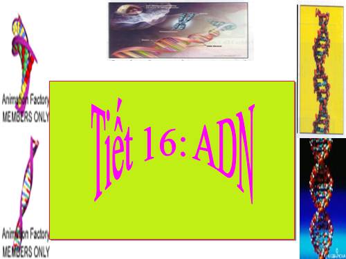Bài 15. ADN