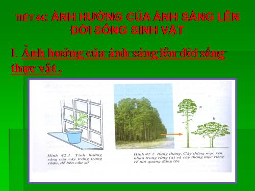 Bài 42. Ảnh hưởng của ánh sáng lên đời sống sinh vật