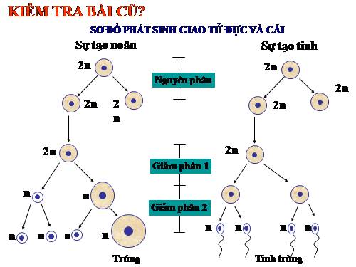 Bài 12. Cơ chế xác định giới tính