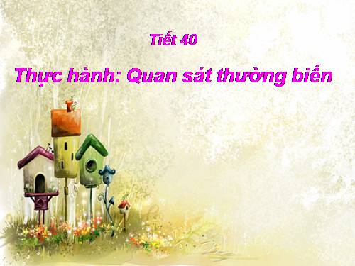 Bài 27. Thực hành: Quan sát thường biến