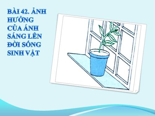 Bài 42. Ảnh hưởng của ánh sáng lên đời sống sinh vật