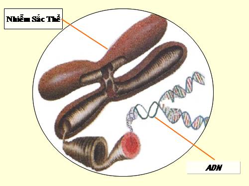 Bài 15. ADN