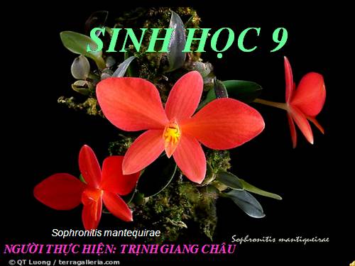 Bài 24. Đột biến số lượng nhiễm sắc thể (tiếp theo)