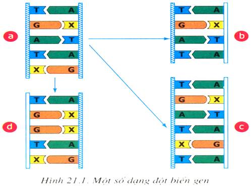 Đột Biến Gen - GV: Hà Thị Giàu