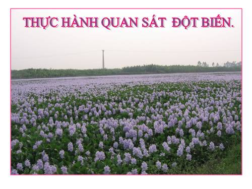 Bài 27. Thực hành: Quan sát thường biến