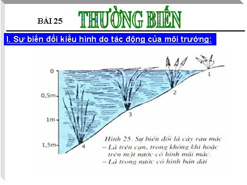 Bài 25. Thường biến