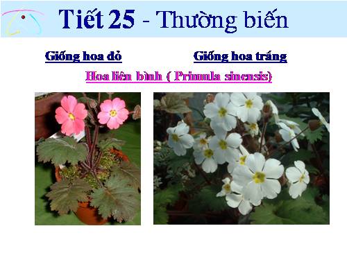 Bài 25. Thường biến