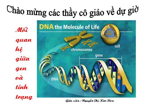 Bài 19. Mối quan hệ giữa gen và tính trạng