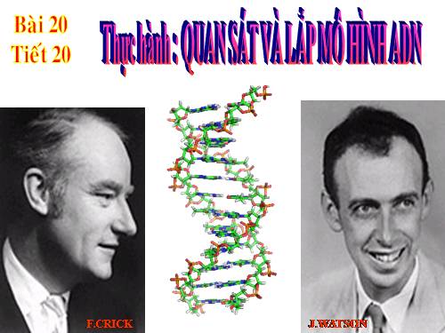 Bài 20. Thực hành: Quan sát và lắp mô hình ADN