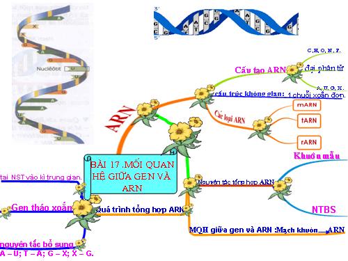 Bài 17. Mối quan hệ giữa gen và ARN