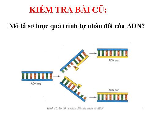 Bài 17. Mối quan hệ giữa gen và ARN