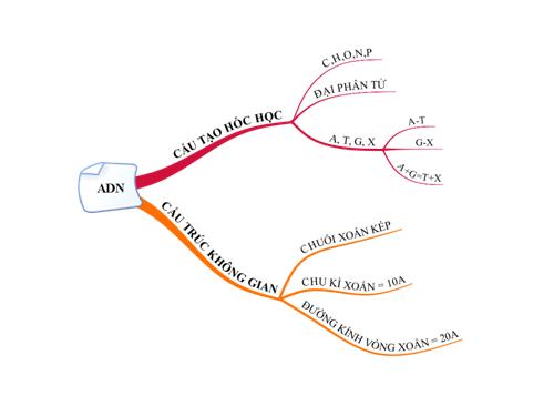 ADN. bản đồ tư duy.NT72