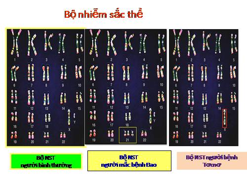 Bài 22. Đột biến cấu trúc nhiễm sắc thể