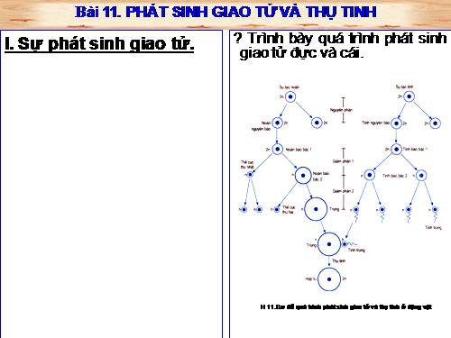 Bài 11. Phát sinh giao tử và thụ tinh