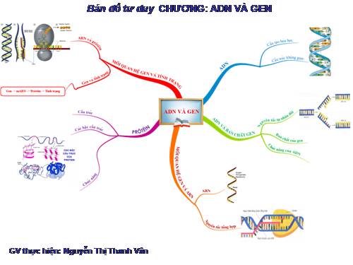 BĐTD_ ADN và GEN