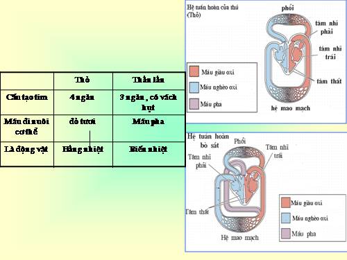 So sánh hệ tuần hoàn động vật