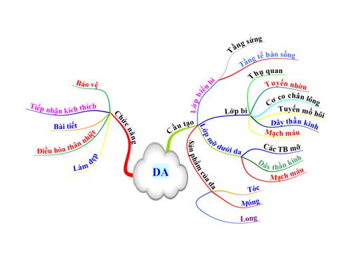 Bản đồ tư duy  Da