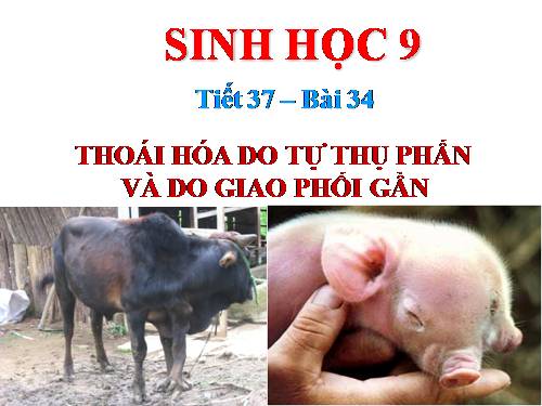 Bài 34. Thoái hoá do tự thụ phấn và do giao phối gần