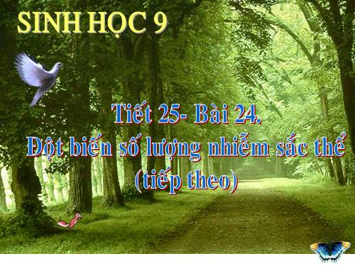 Bài 24. Đột biến số lượng nhiễm sắc thể (tiếp theo)