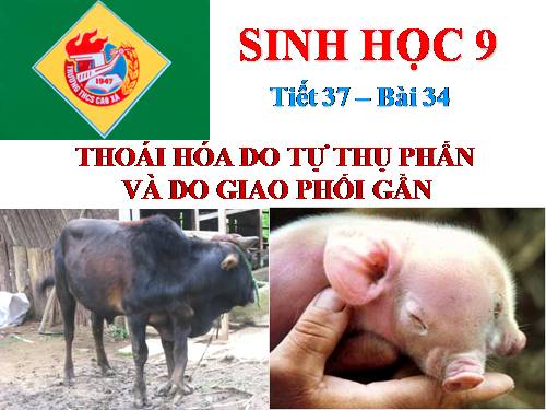 Bài 34. Thoái hoá do tự thụ phấn và do giao phối gần