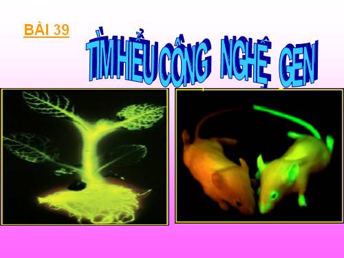 Bài 32. Công nghệ gen