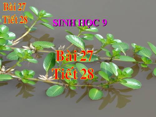 Bài 27. Thực hành: Quan sát thường biến