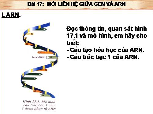 Bài 17. Mối quan hệ giữa gen và ARN