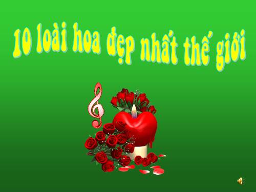 10 LOẠI HOA ĐẸP NHẤT