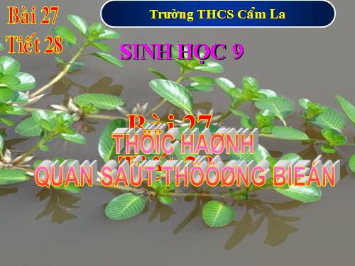 Bài 27. Thực hành: Quan sát thường biến