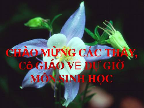 Bài 22. Đột biến cấu trúc nhiễm sắc thể